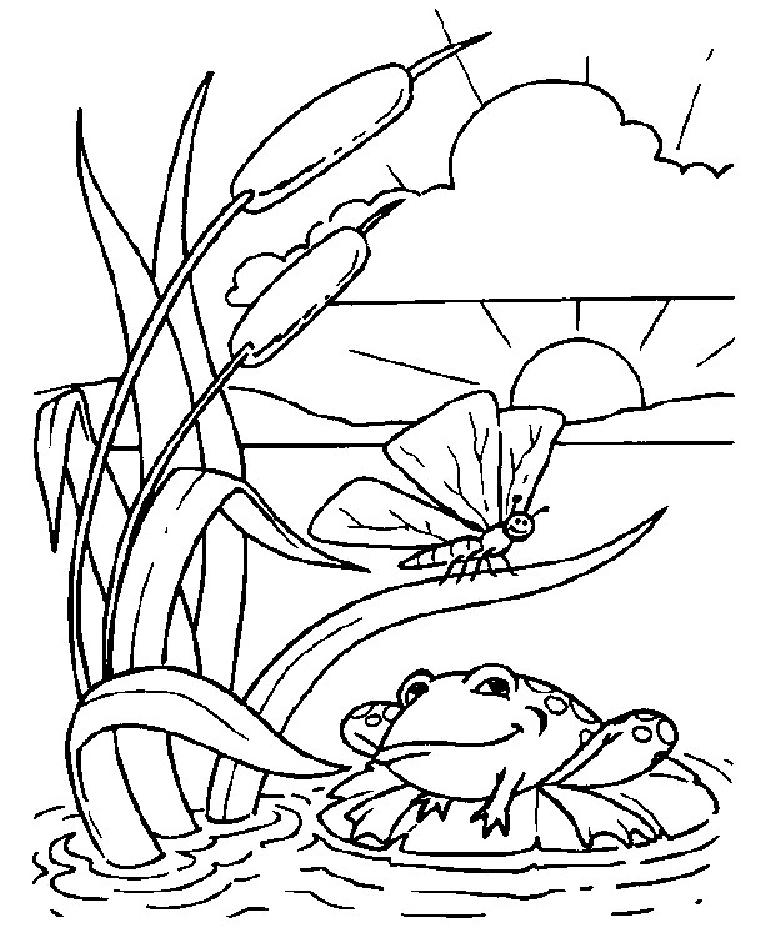 coloriage grenouille dans joli etang